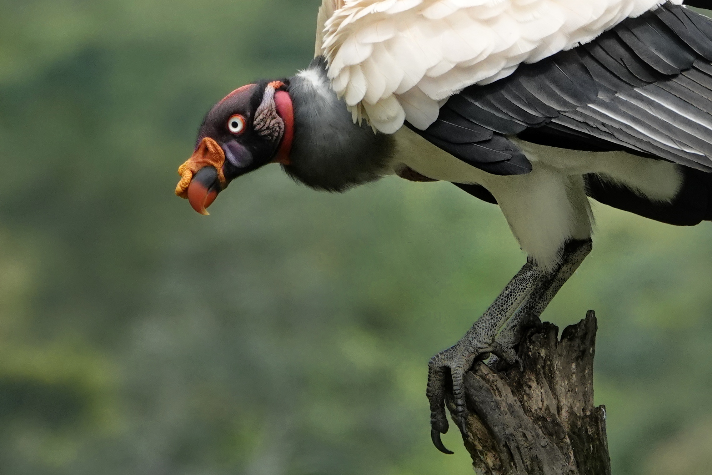 Condor royal